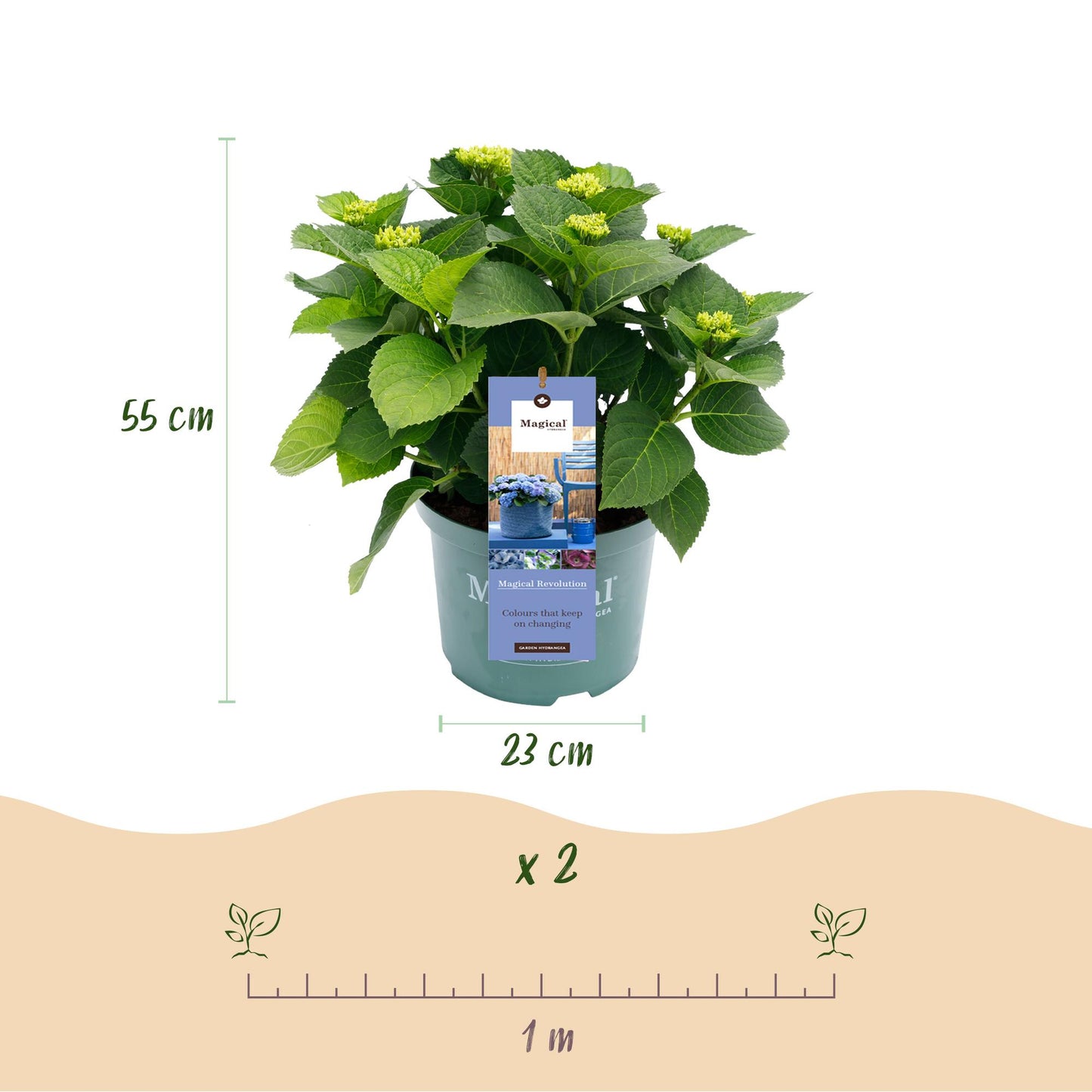 Hydrangea Magical Revolution Blue - Blauw - Hortensia - 2 Planten - ↨55cm - Ø23cm