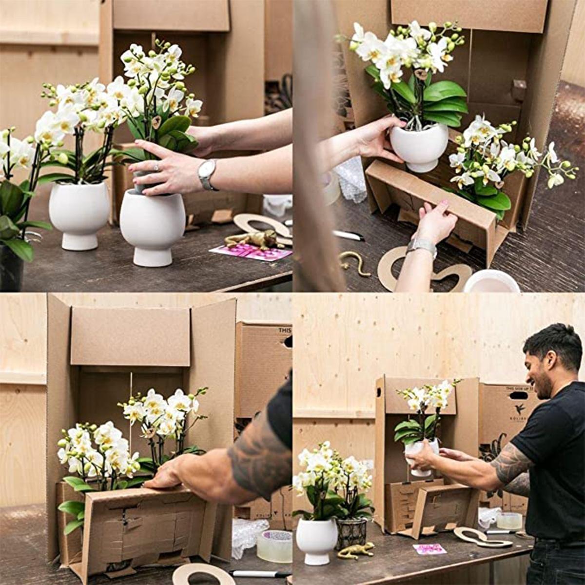 Witte Phalaenopsis orchidee - Jewel Ghent - Ø12cm