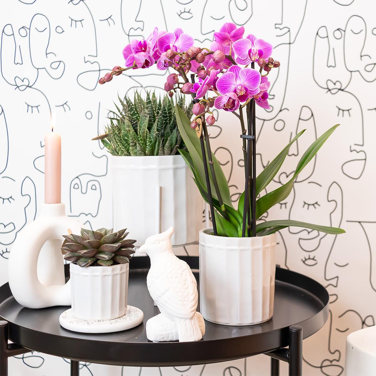 Paars/ roze Phalaenopsis orchidee - Mineral Vienna - Ø9cm