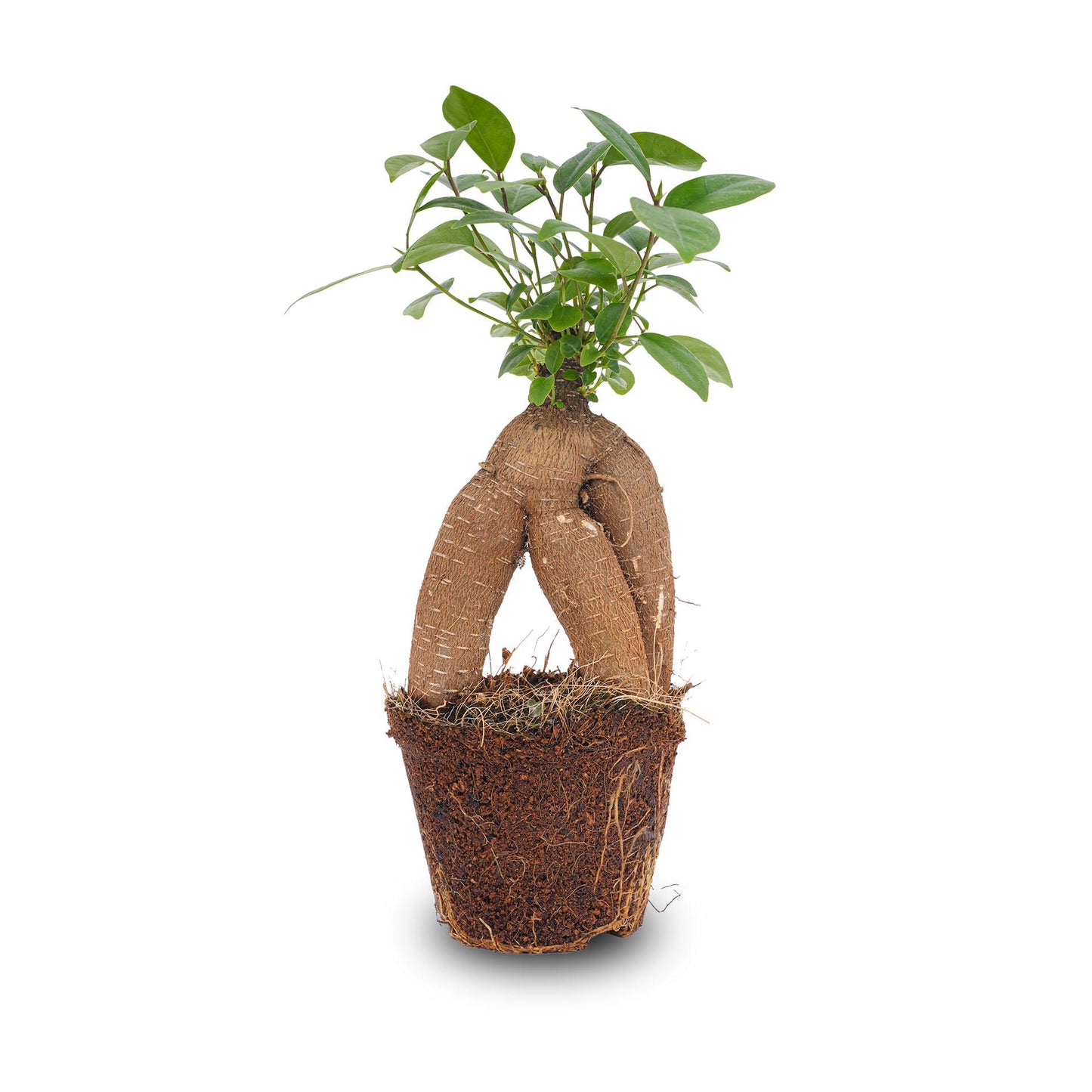 Ficus Ginseng bonsai - Microcarpa - Ø9cm