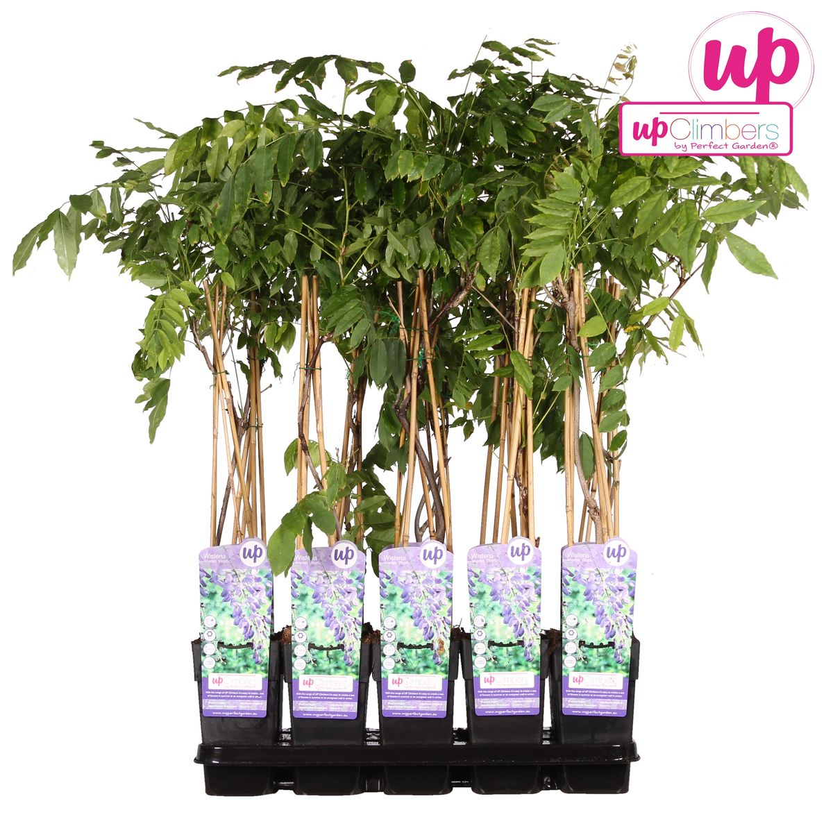 Wisteria sinensis 'Prolific' - Blauwe regen - ↨65cm - Ø15cm