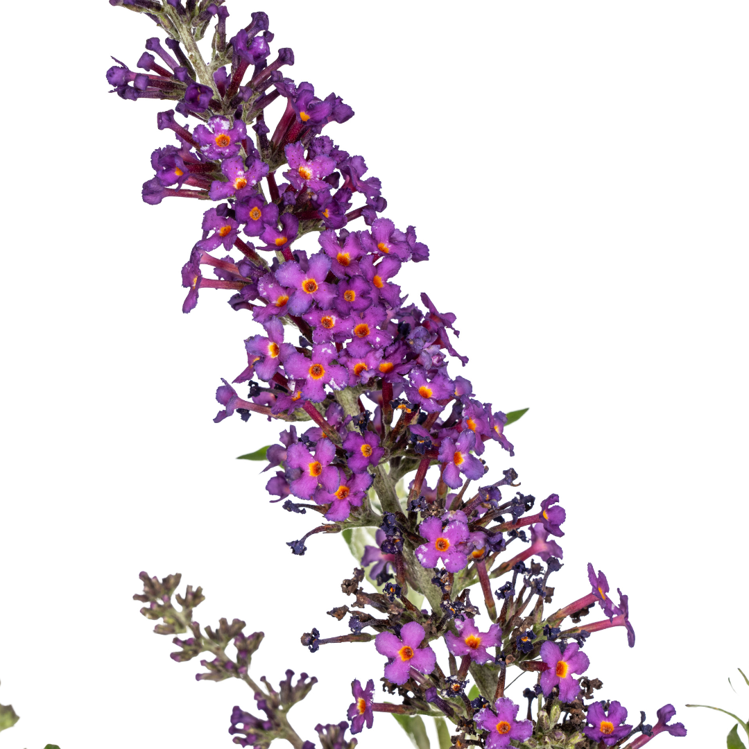 Buddleja Davidii Purple - Vlinderstruik - ↨50-50cm - Ø19cm