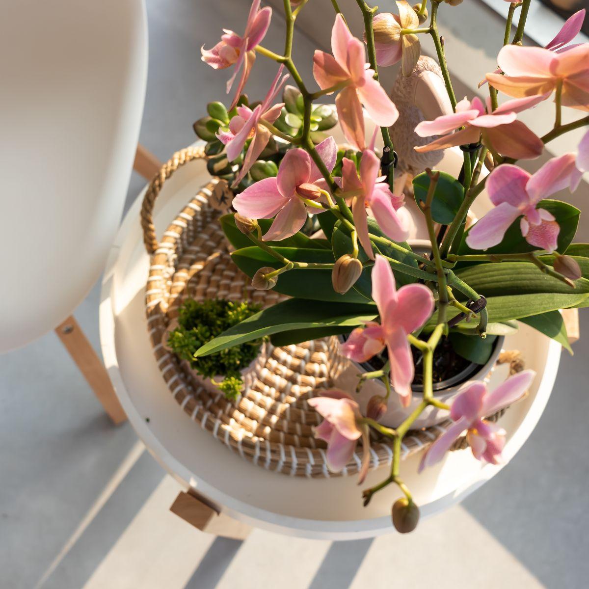 Oudroze Phalaenopsis orchidee - Jewel Treviso - Ø12cm