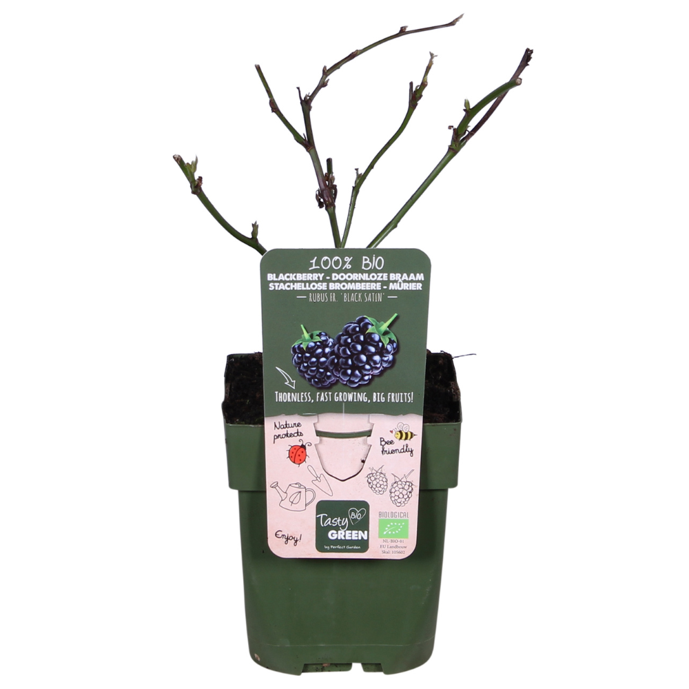 Biologische Doornloze Braam - ↨45cm - Ø13cm
