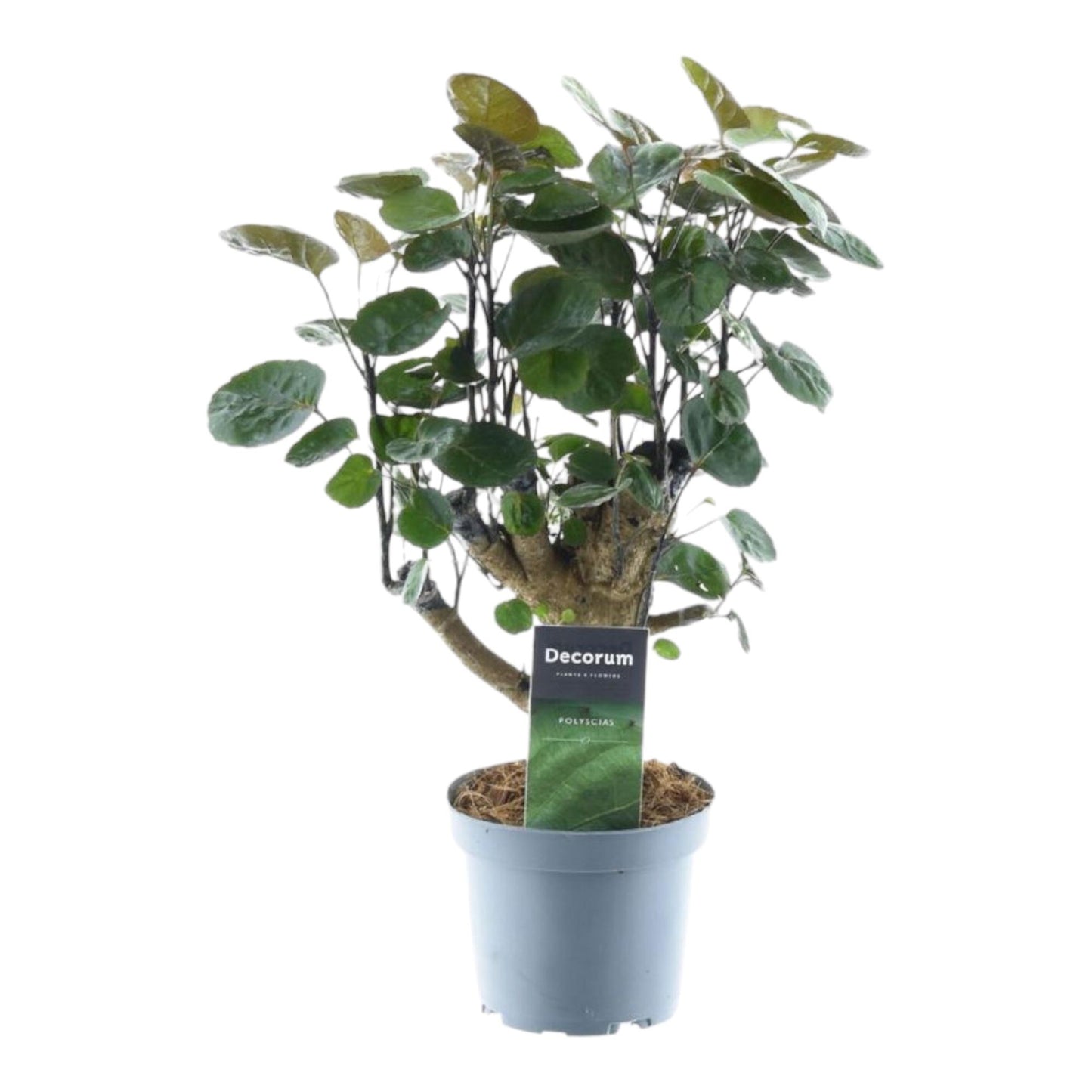Polyscias Fabian - ↨45cm - Ø12cm