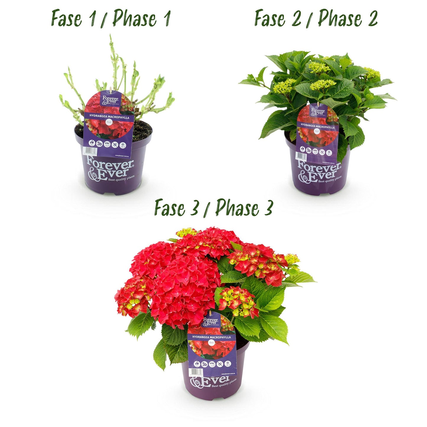 Hydrangea Forever & Ever - Rood - Hortensia - 2 Planten - ↨55cm - Ø23cm