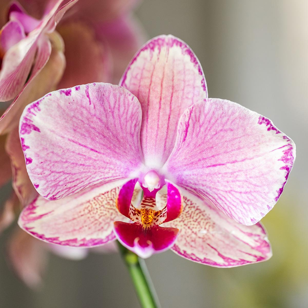 Oranje roze Phalaenopsis orchidee - Jewel Pirate Picotee - Ø12cm