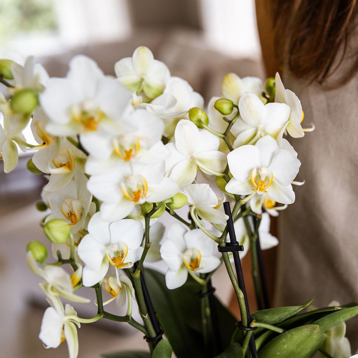 Witte Phalaenopsis orchidee - Lausanne- Ø12cm