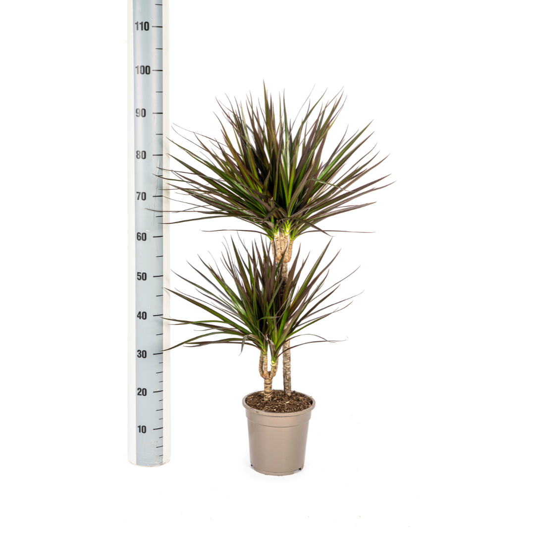 Dracaena Marginata Magenta - ↨70-90cm - Ø19cm