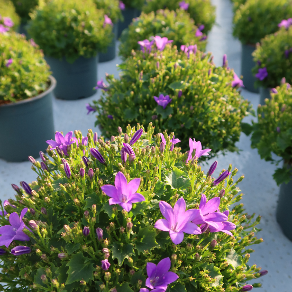 Campanula Addenda Ambella Intense purple incl. Malaga sierpotten - Ø12cm