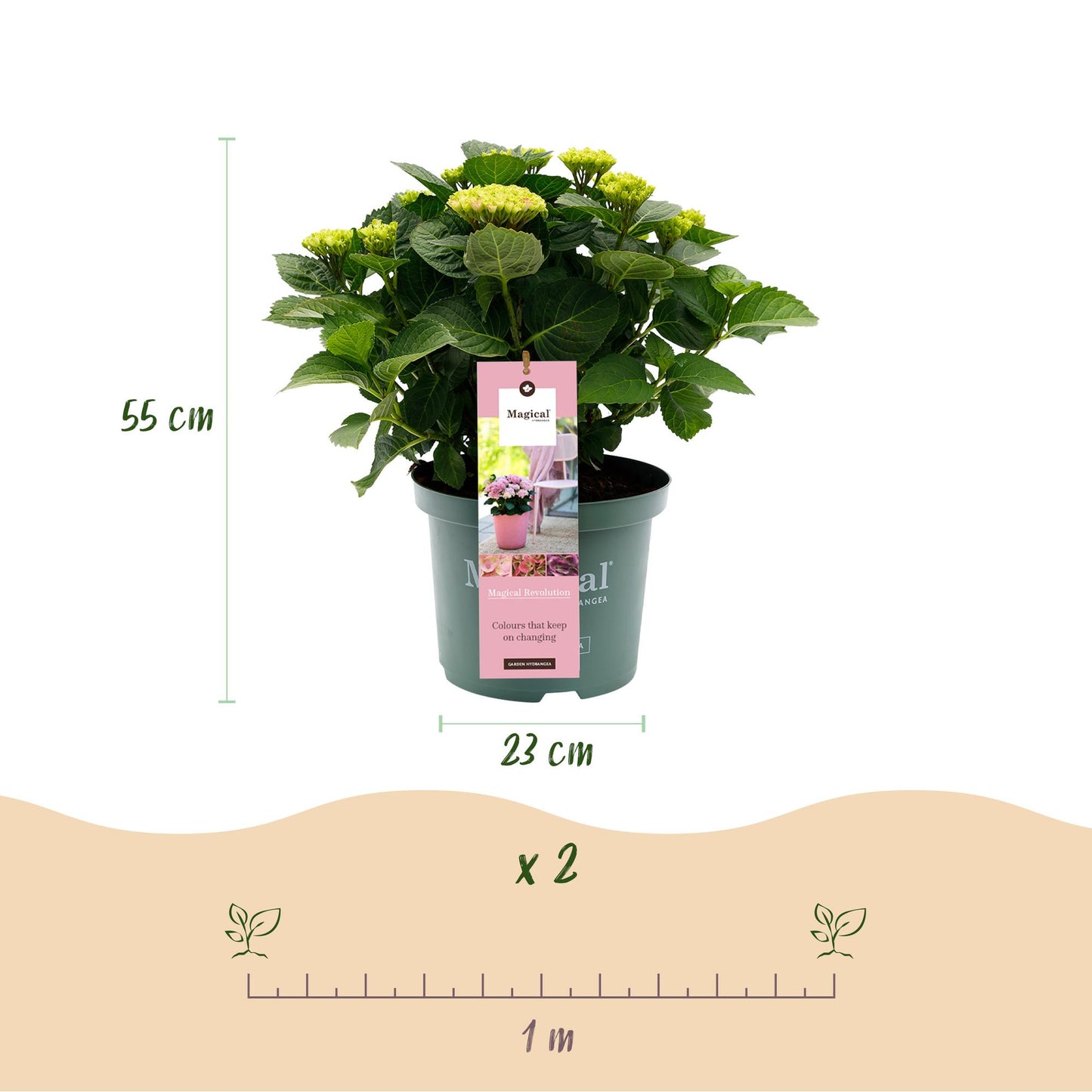 Hydrangea Magical Revolution - Pink - 2 Planten - ↨55cm - Ø23cm