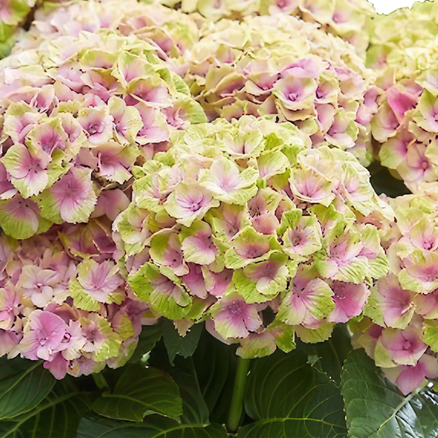 Hydrangea Magical Jewel - Roze - Hortensia - 2 Planten - ↨55cm - Ø23cm