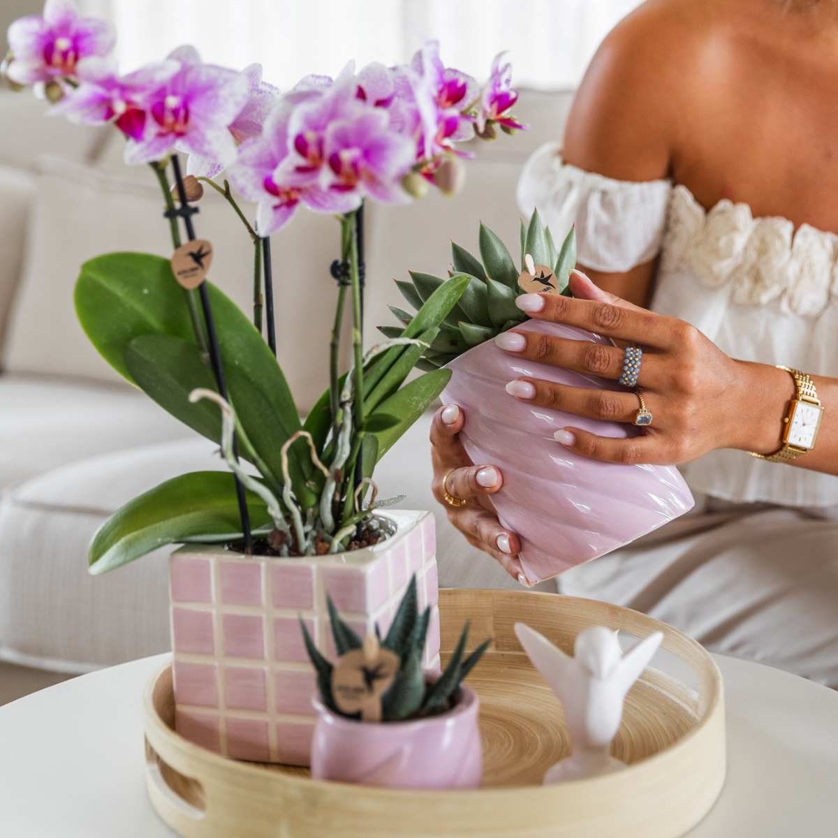 Roze Phalaenopsis orchidee - Mineral Rotterdam - Ø9cm