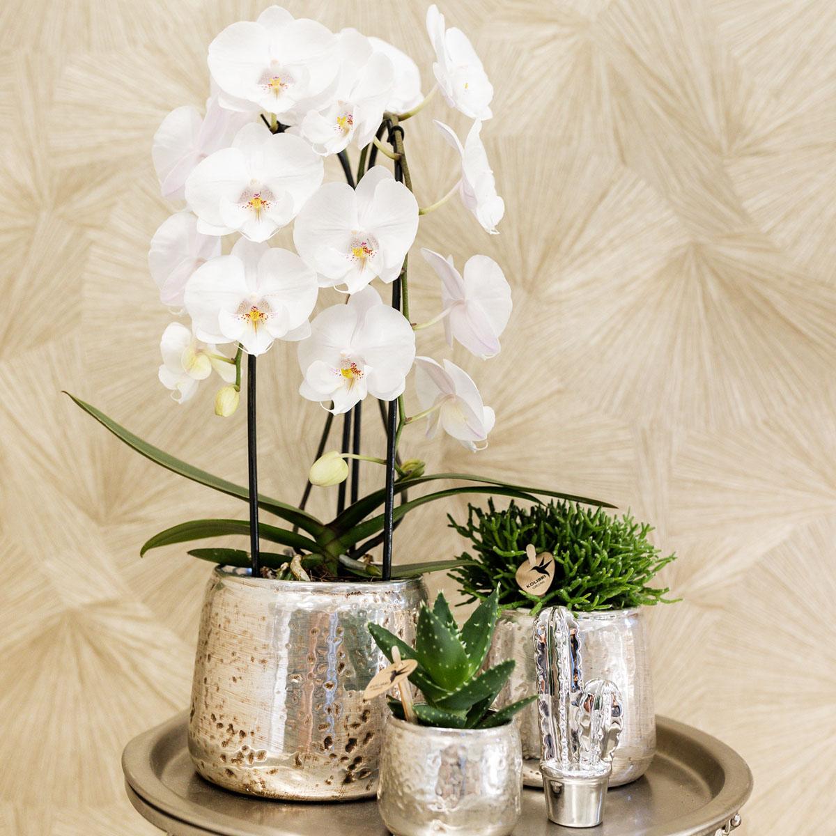 Witte Phalaenopsis orchidee - Niagara Fall - Ø12cm