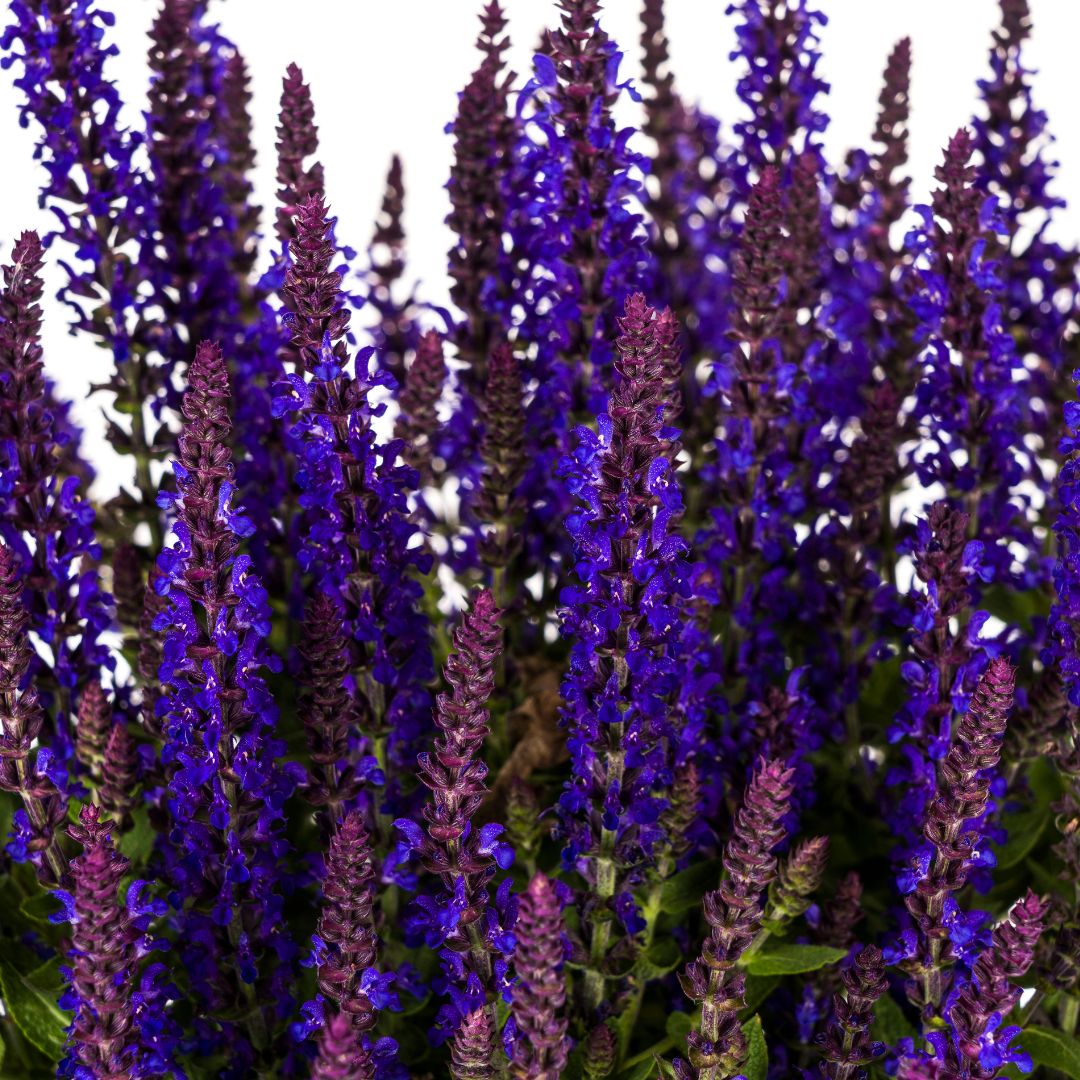 Salvia nemorosa - ↨50-60cm - Ø19cm