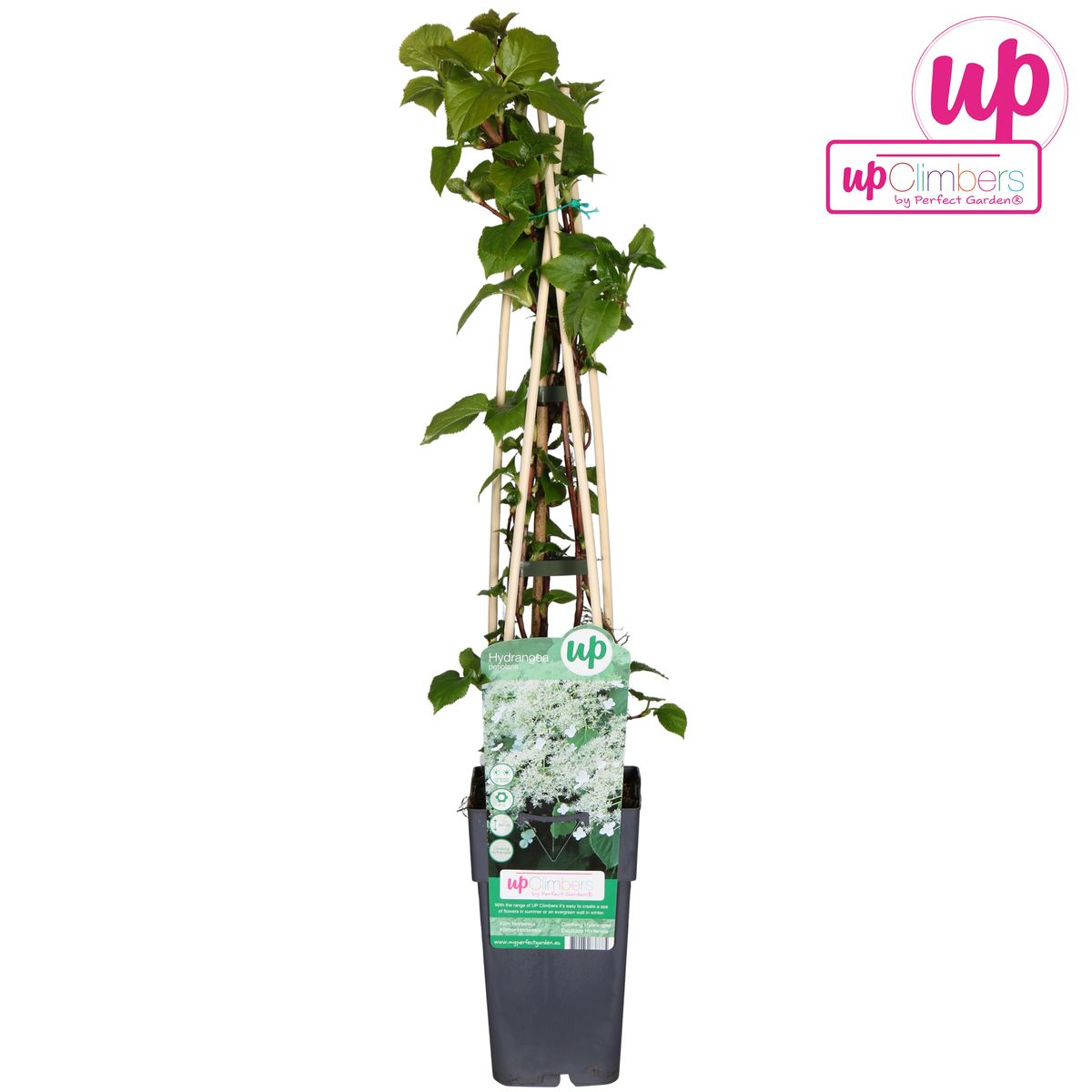 Hydrangea petiolaris - Klimhortensia - ↨65cm - Ø15cm