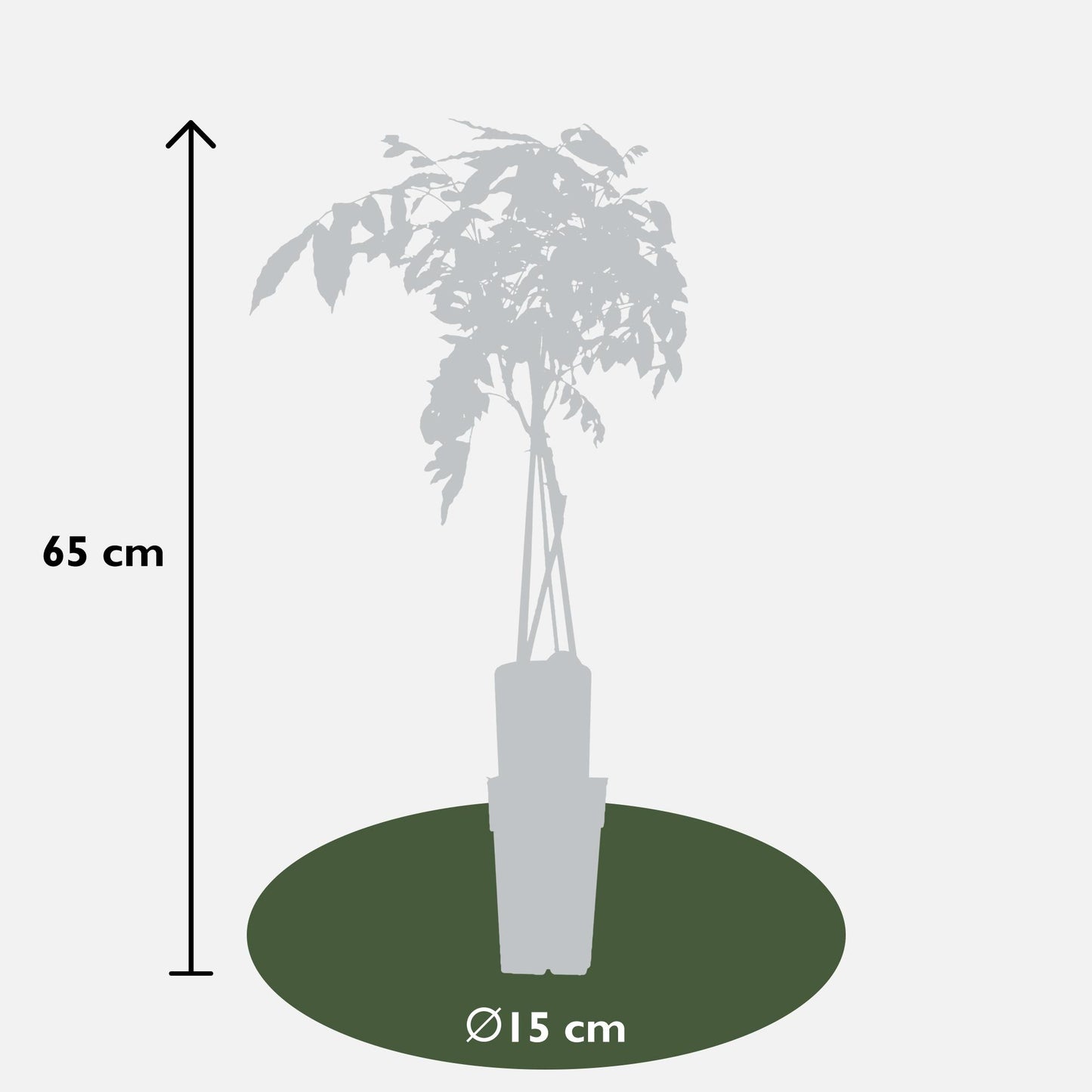Wisteria sinensis 'Prolific' - Blauwe regen - ↨65cm - Ø15cm