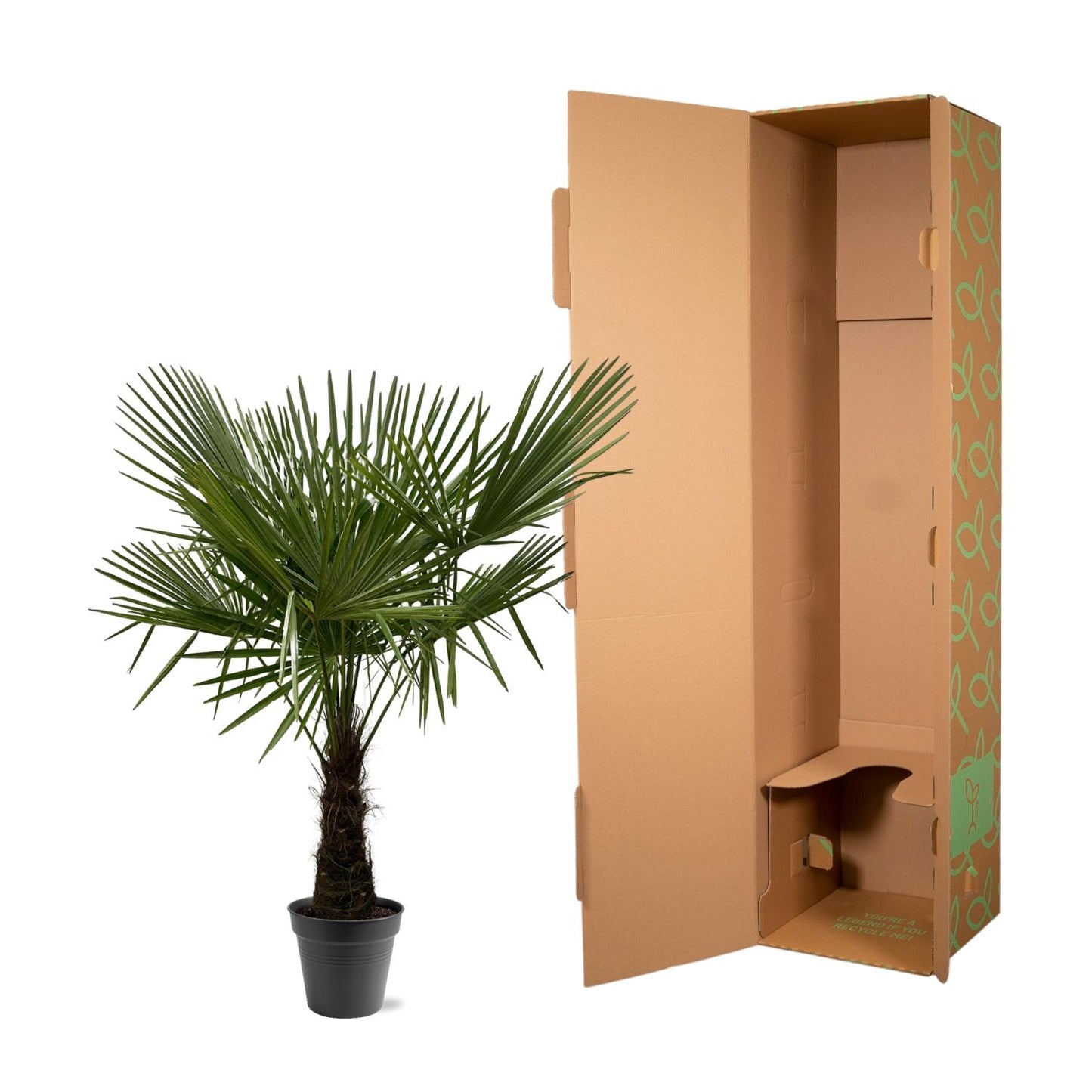 Trachycarpus Fortuneii - Chinese Waaierpalm - ↨160-180cm - Ø30cm