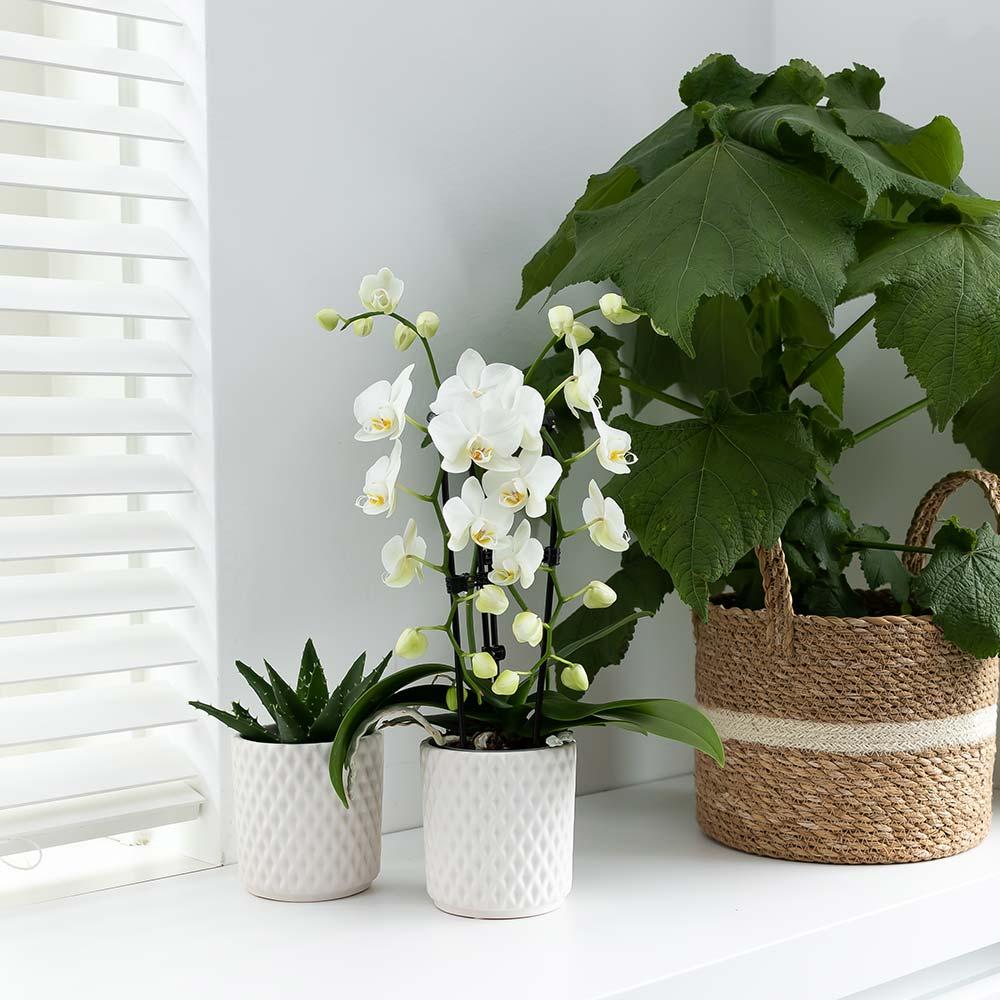 Witte Phalaenopsis orchidee - Niagara Fall - Ø9cm