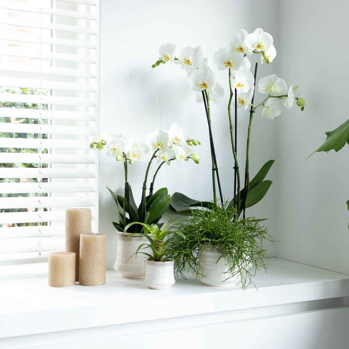 Witte Phalaenopsis orchidee - Jewel Ghent - Ø12cm