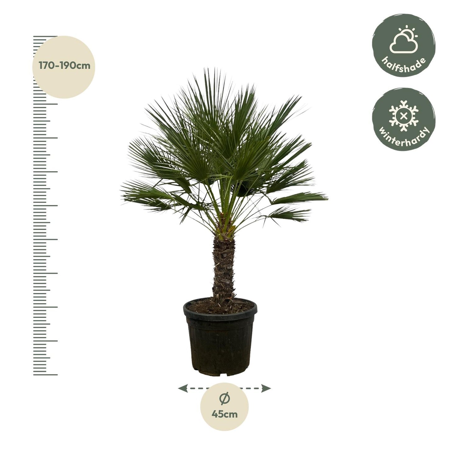 Chamaerops Humilis op stam - Dwergpalm - ↨150cm - Ø45cm