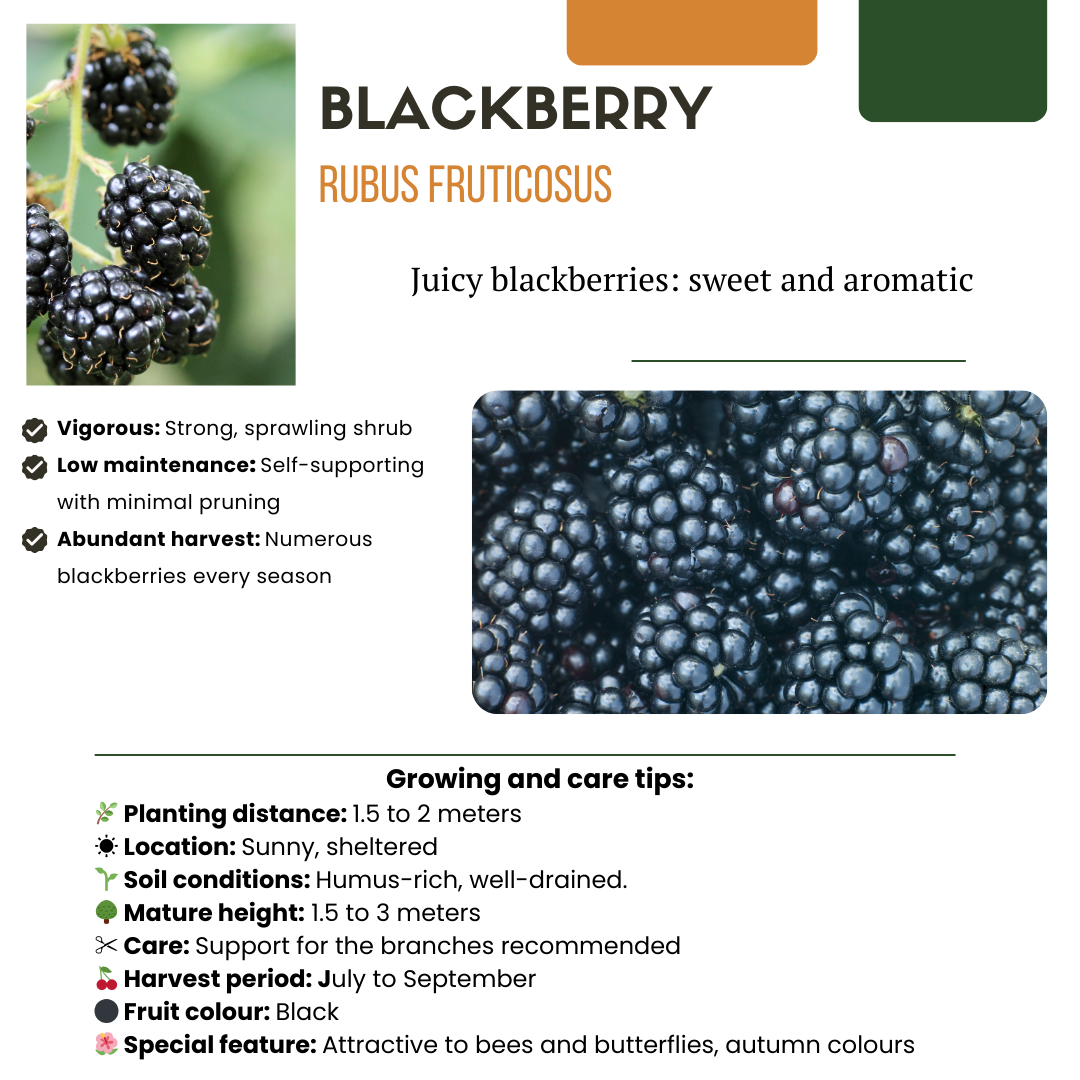 BIO Fruitplanten - mix set van 3 verschillende soorten - Zoete oogst