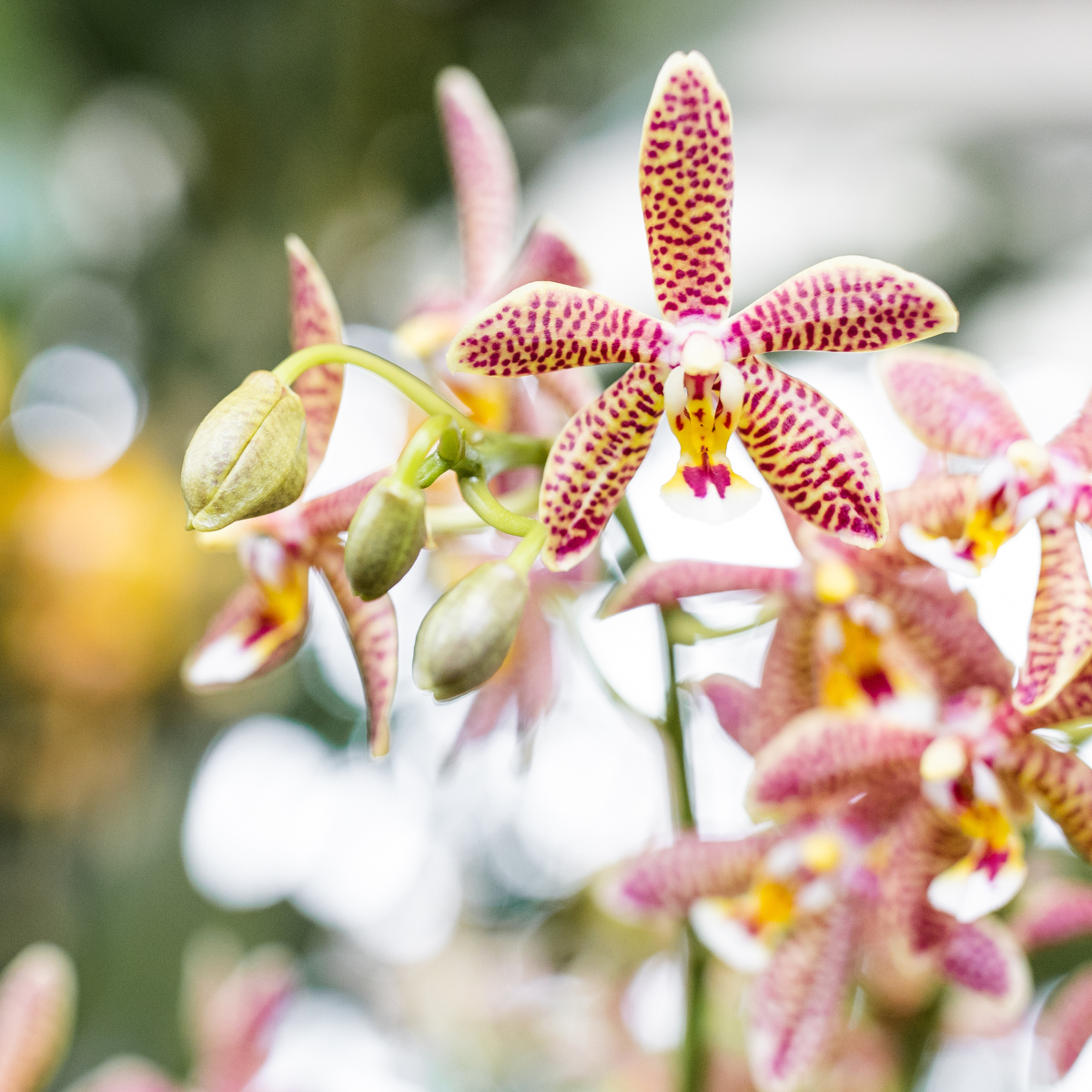 Oranje Phalaenopsis orchidee - Spider - Ø9cm