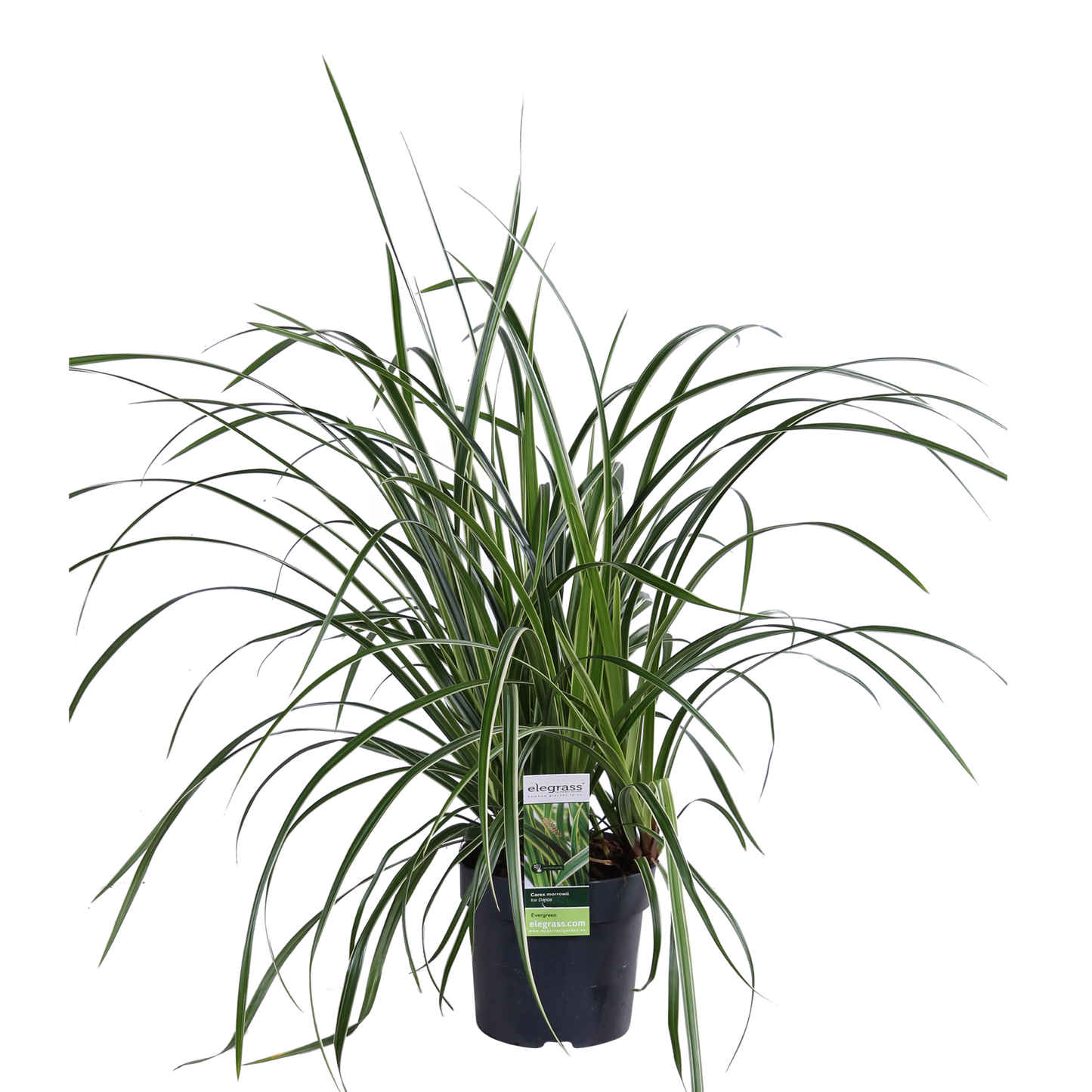 Carex morrowii 'Ice Dance' - ↨30cm - Ø14cm