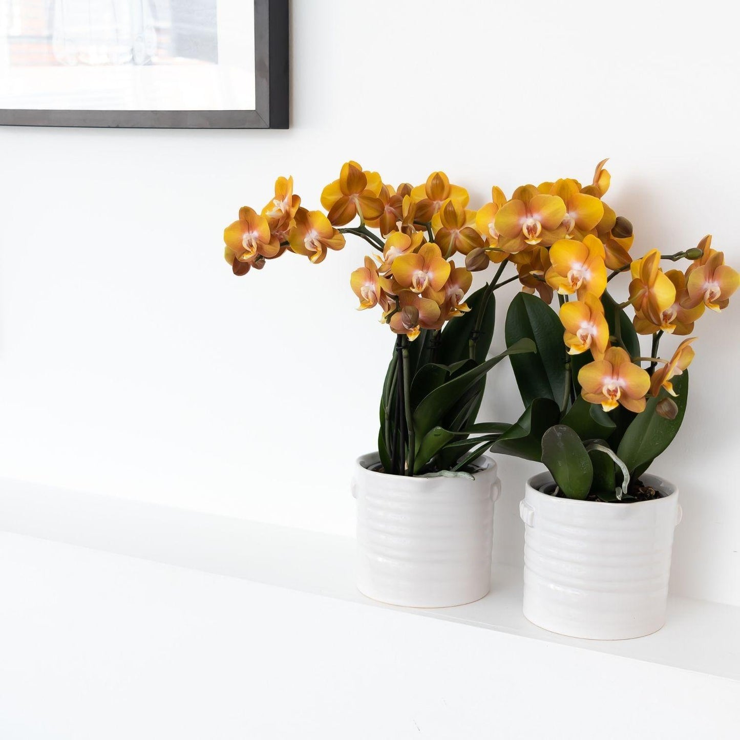 Oranje gouden Phalaenopsis orchidee - Jewel Las Vegas - Ø12cm
