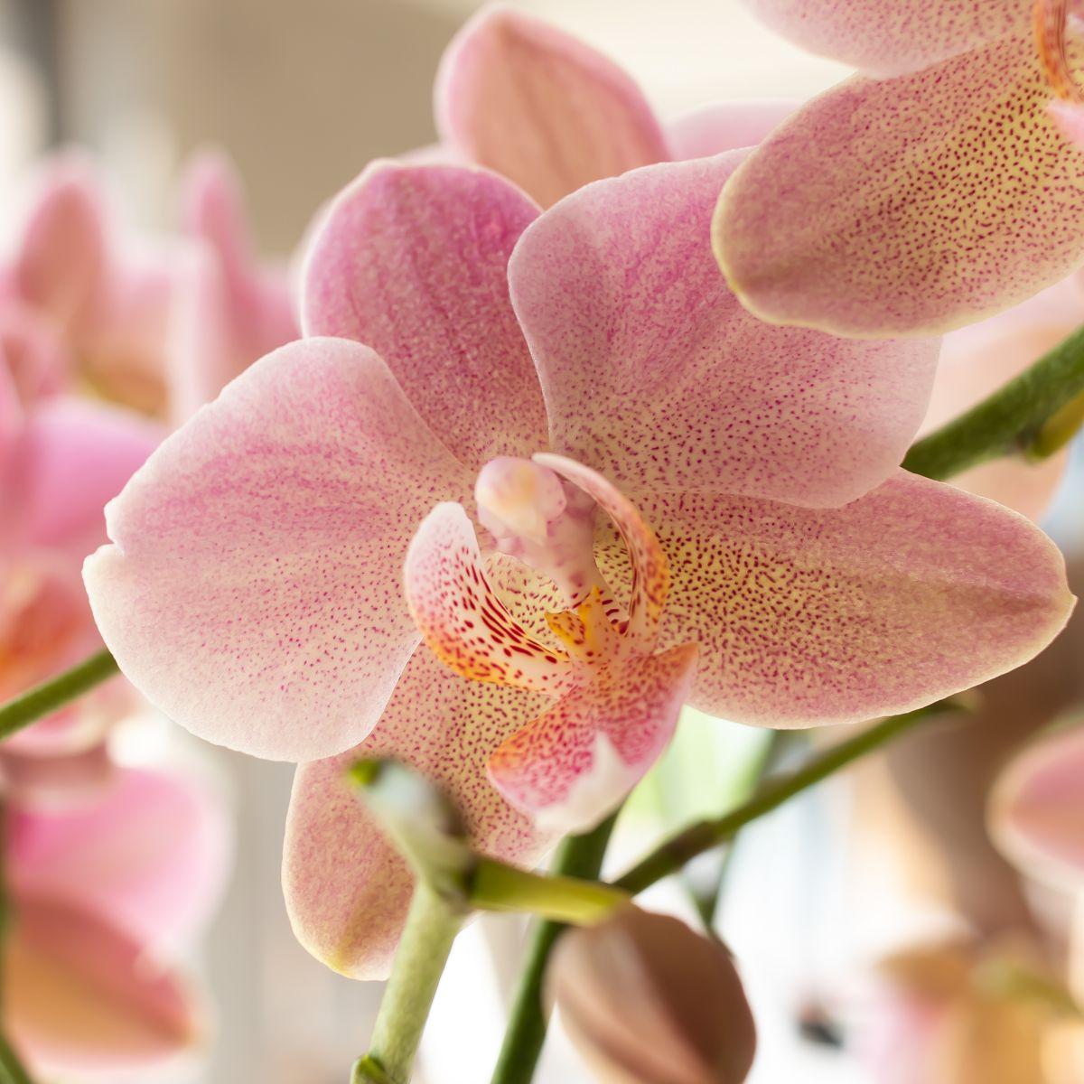 Oudroze Phalaenopsis orchidee - Jewel Treviso - Ø12cm