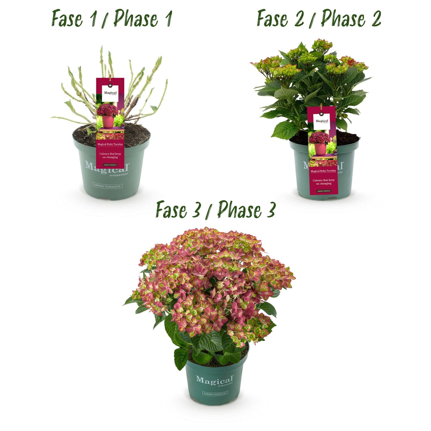 Hydrangea Magical Teusday & Saphire - Hortensia - Rood - 2 Planten - ↨55cm - Ø23cm