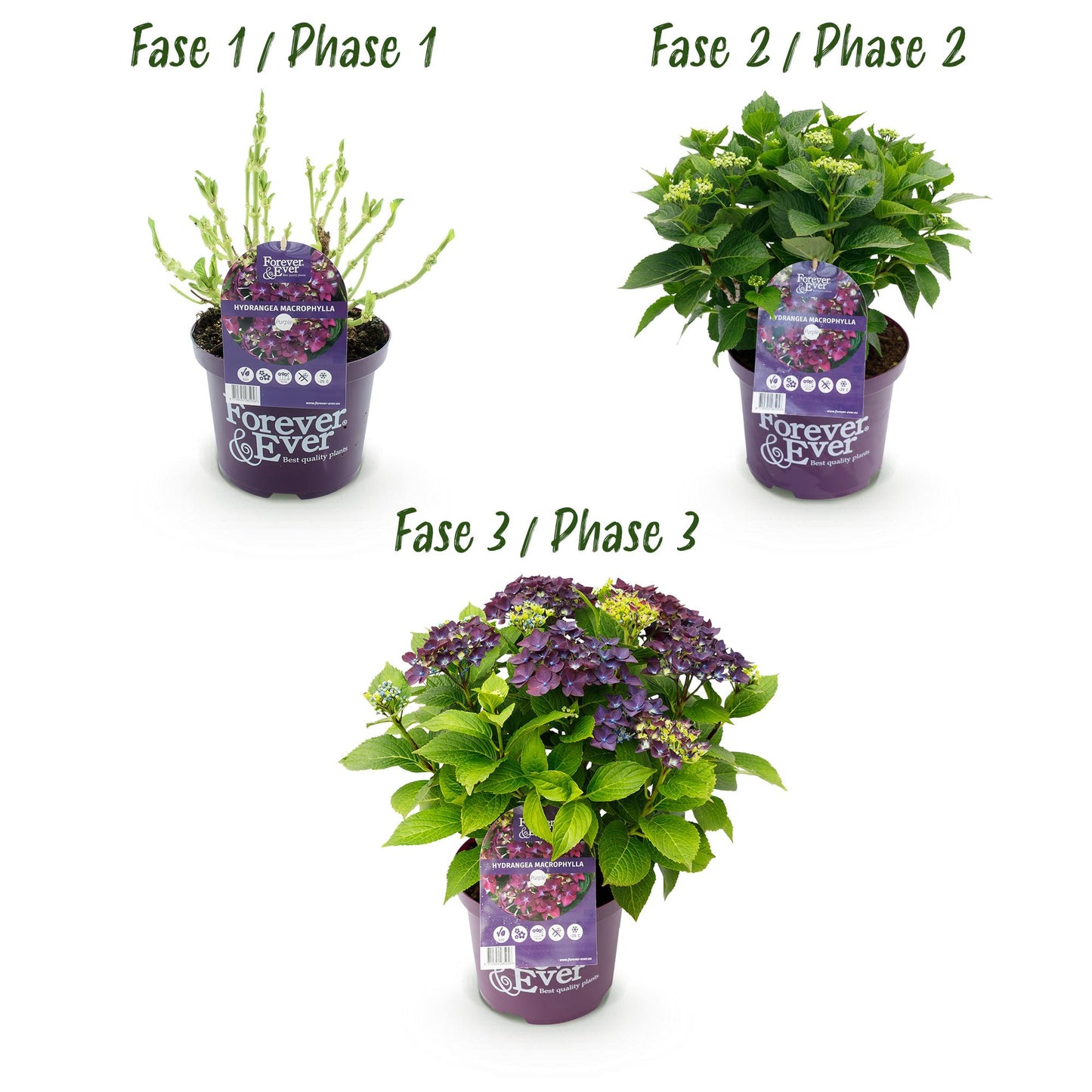 Hydrangea Forever & Ever - Paars - Hortensia - 2 Planten - ↨55cm - Ø23cm