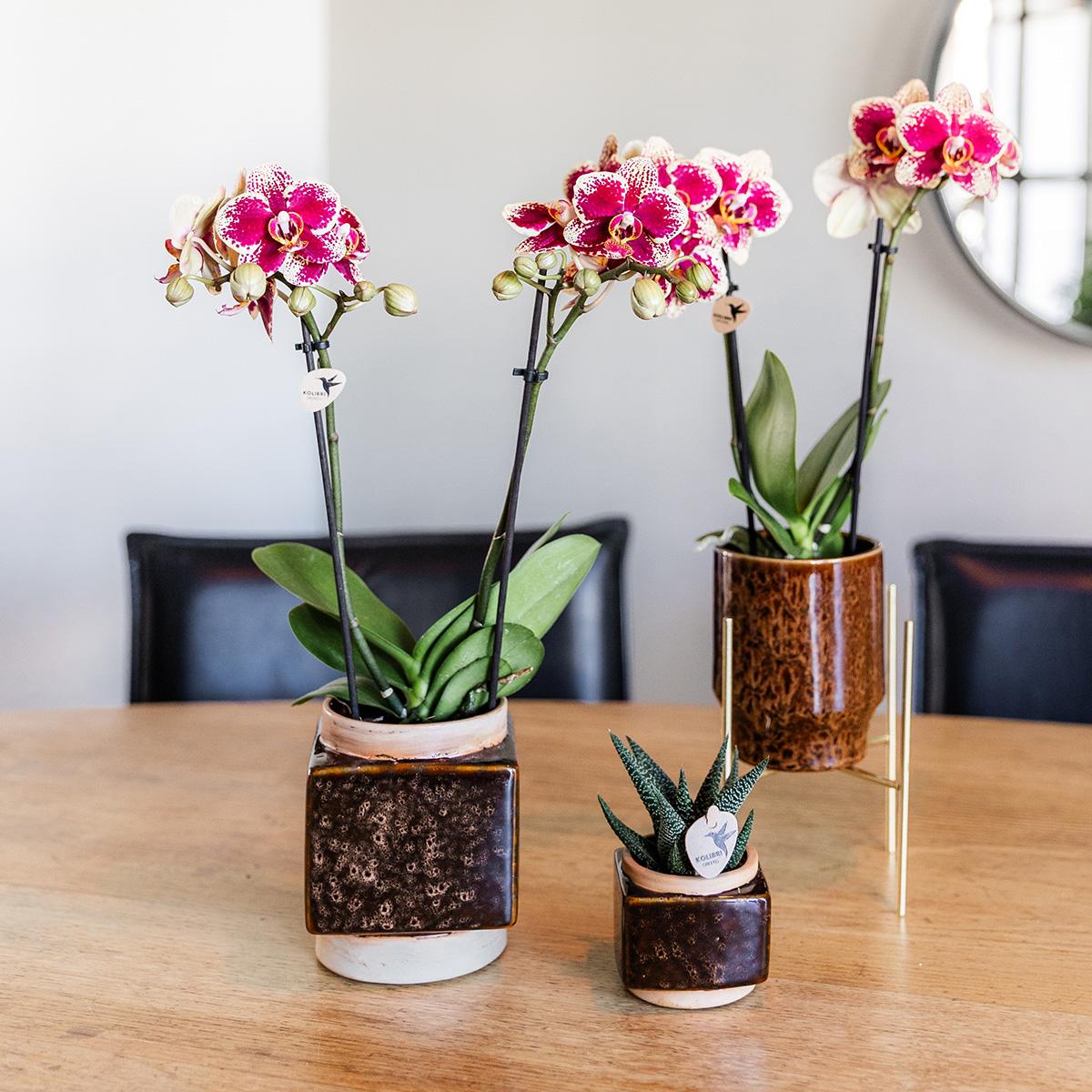 Geel rode phalaenopsis orchidee - Spain - Ø9cm