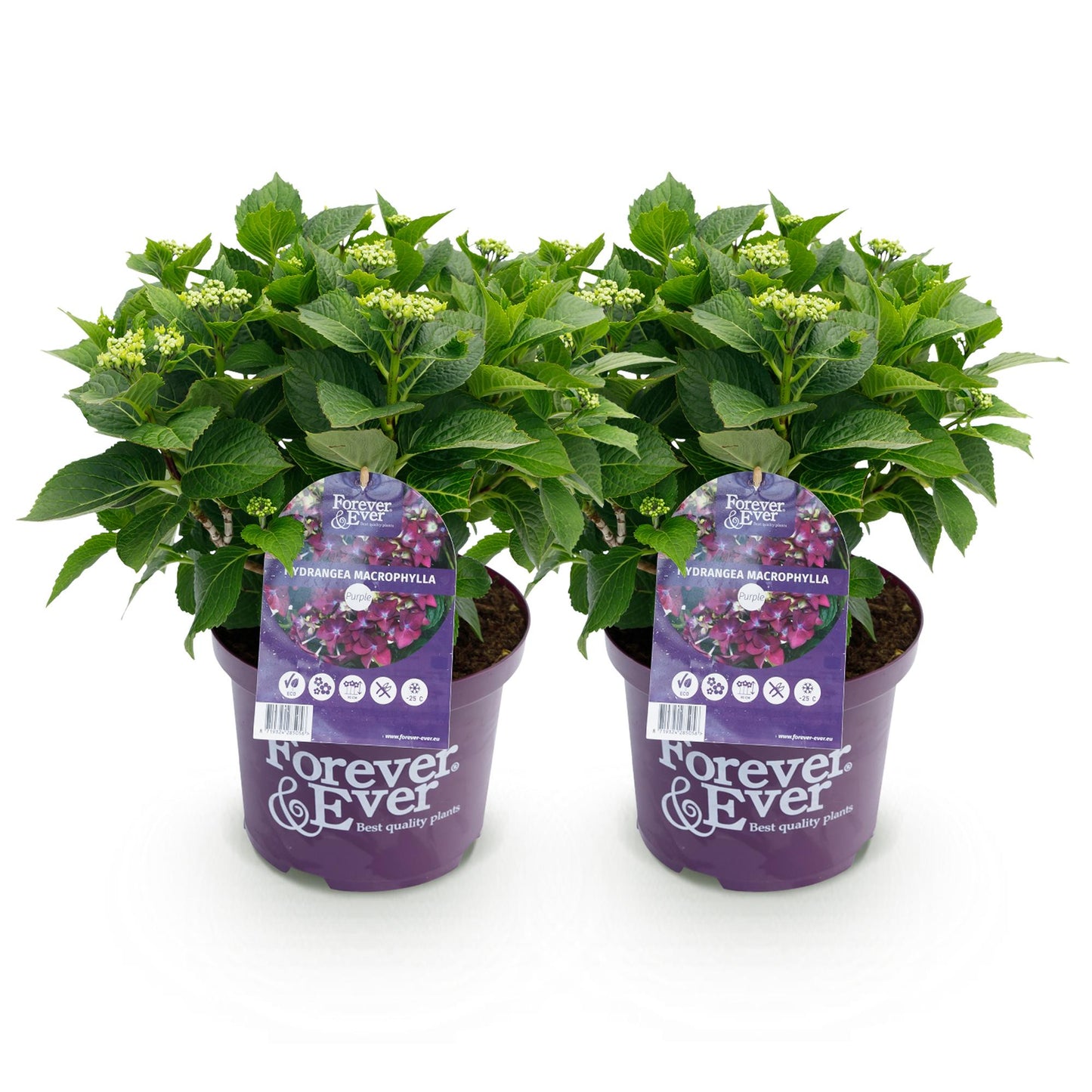 Hydrangea Forever & Ever - Paars - Hortensia - 2 Planten - ↨55cm - Ø23cm