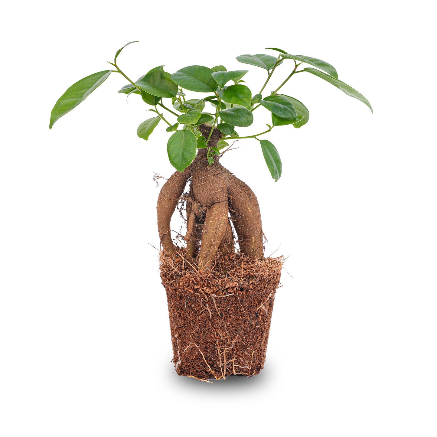 Ficus Ginseng bonsai - Microcarpa - Ø9cm