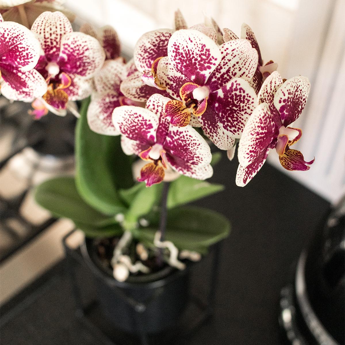 Geel rode phalaenopsis orchidee - Spain - Ø9cm