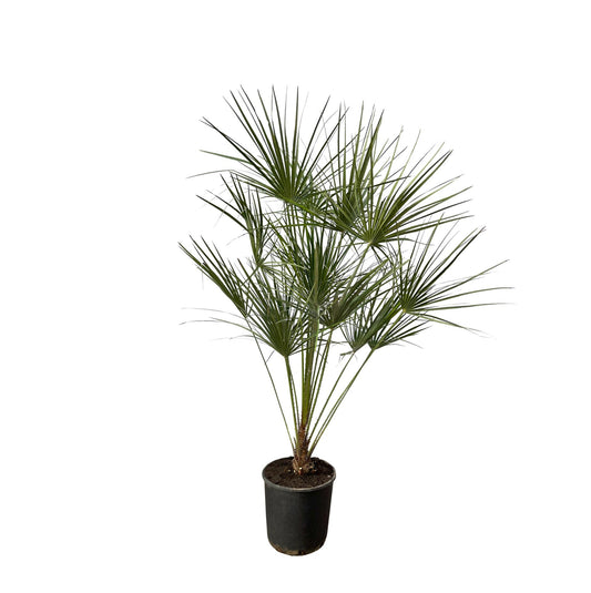 Chamaerops Humilis op stam - ↨160cm - Ø24cm