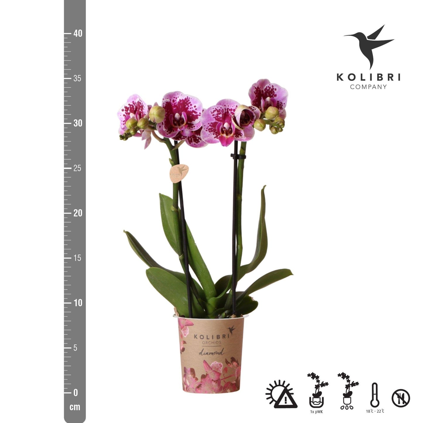 Roze paarse phalaenopsis orchidee - El Salvador - Ø9cm
