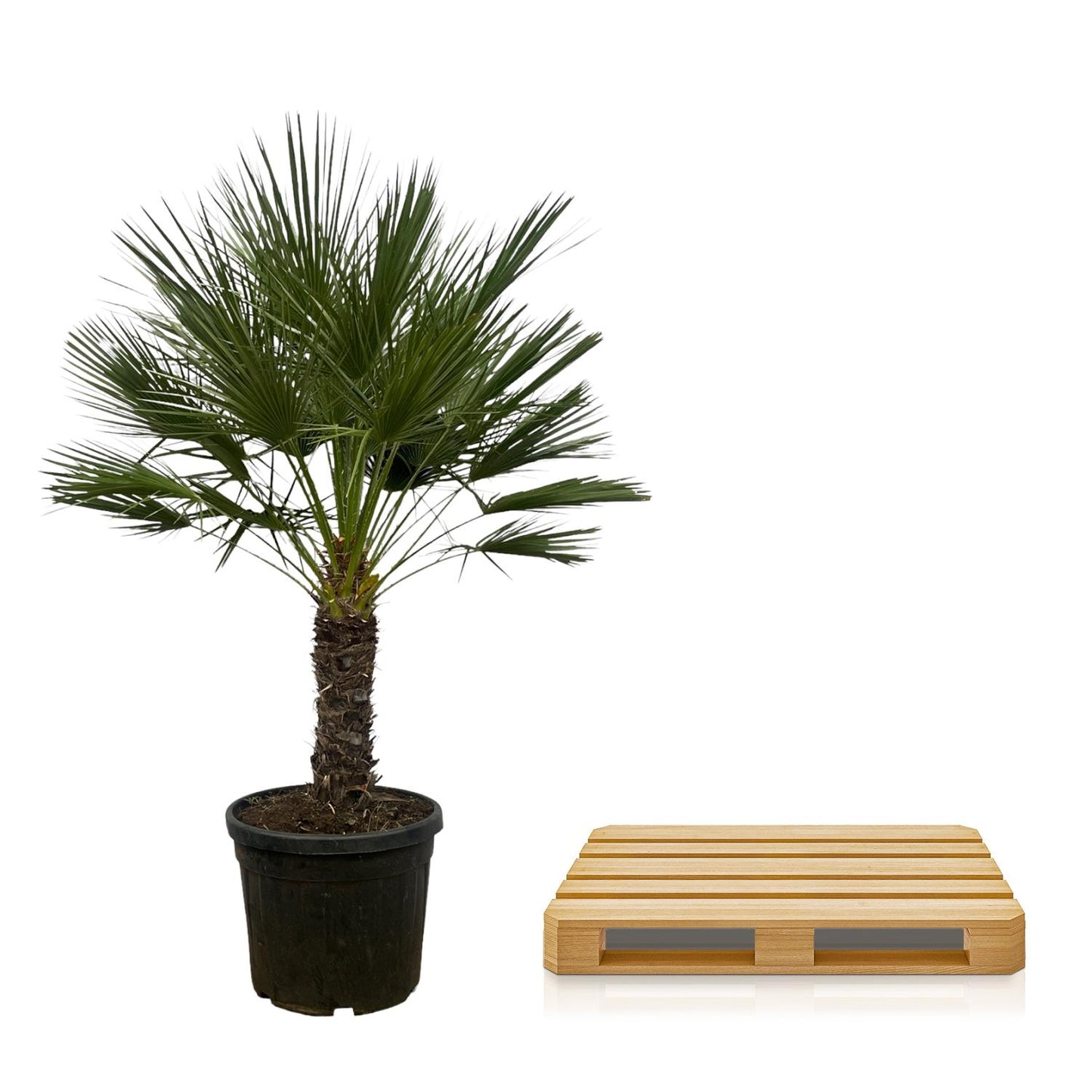 Chamaerops Humilis op stam - Dwergpalm - ↨150cm - Ø45cm