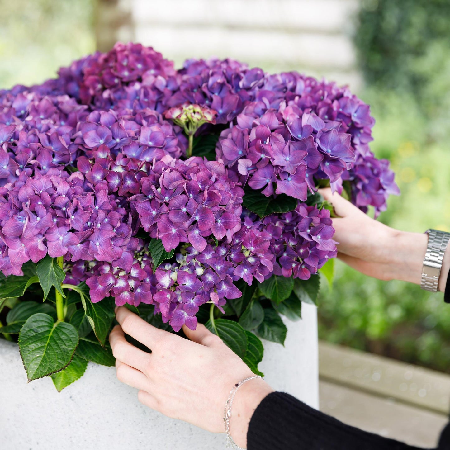 Hydrangea Forever & Ever - Paars - Hortensia - 2 Planten - ↨55cm - Ø23cm