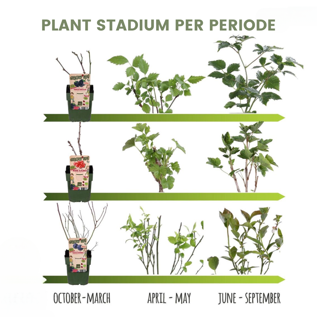Biologische kiwiplanten - 6 stuks - ↨20cm - Ø13cm