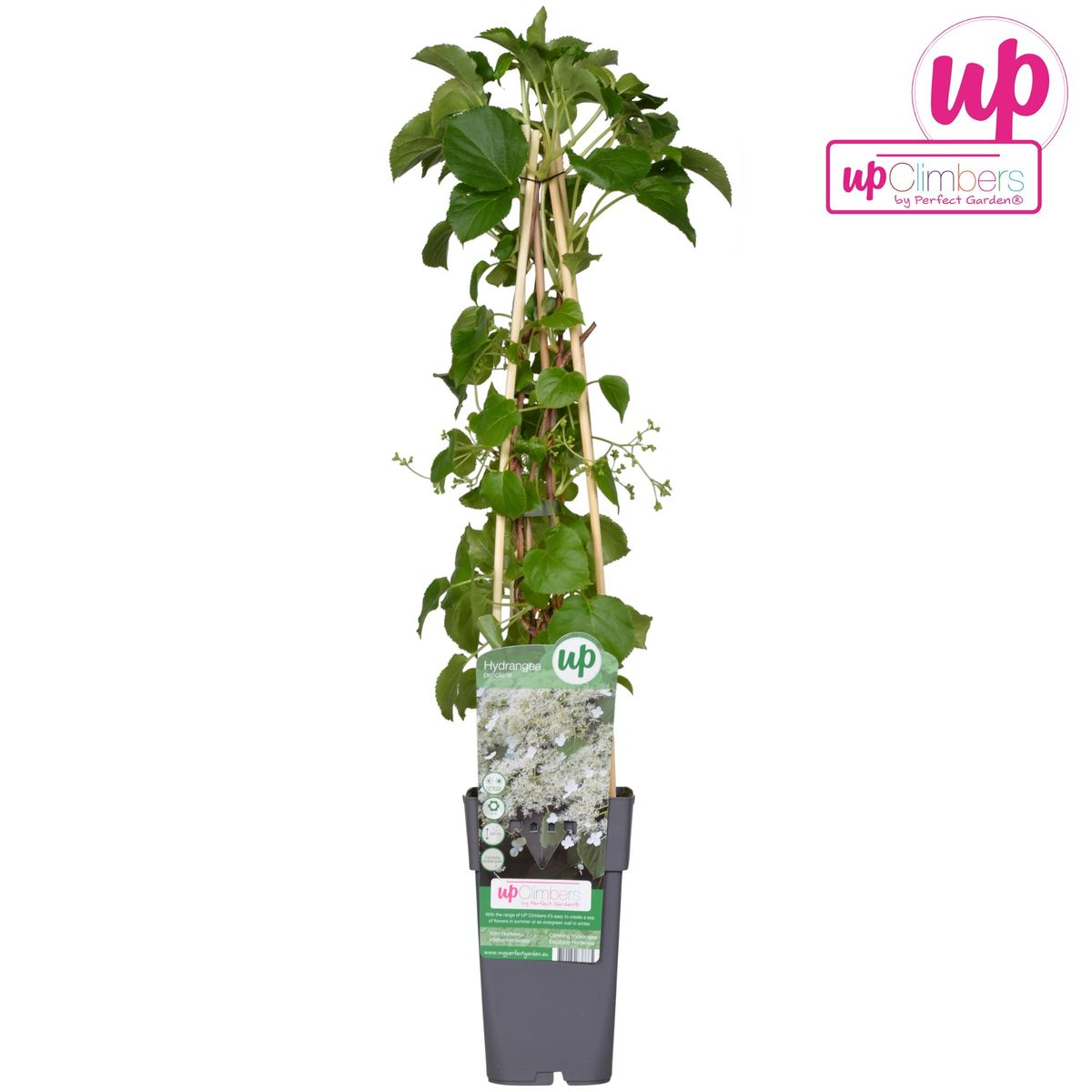 Hydrangea petiolaris - Klimhortensia - ↨65cm - Ø15cm