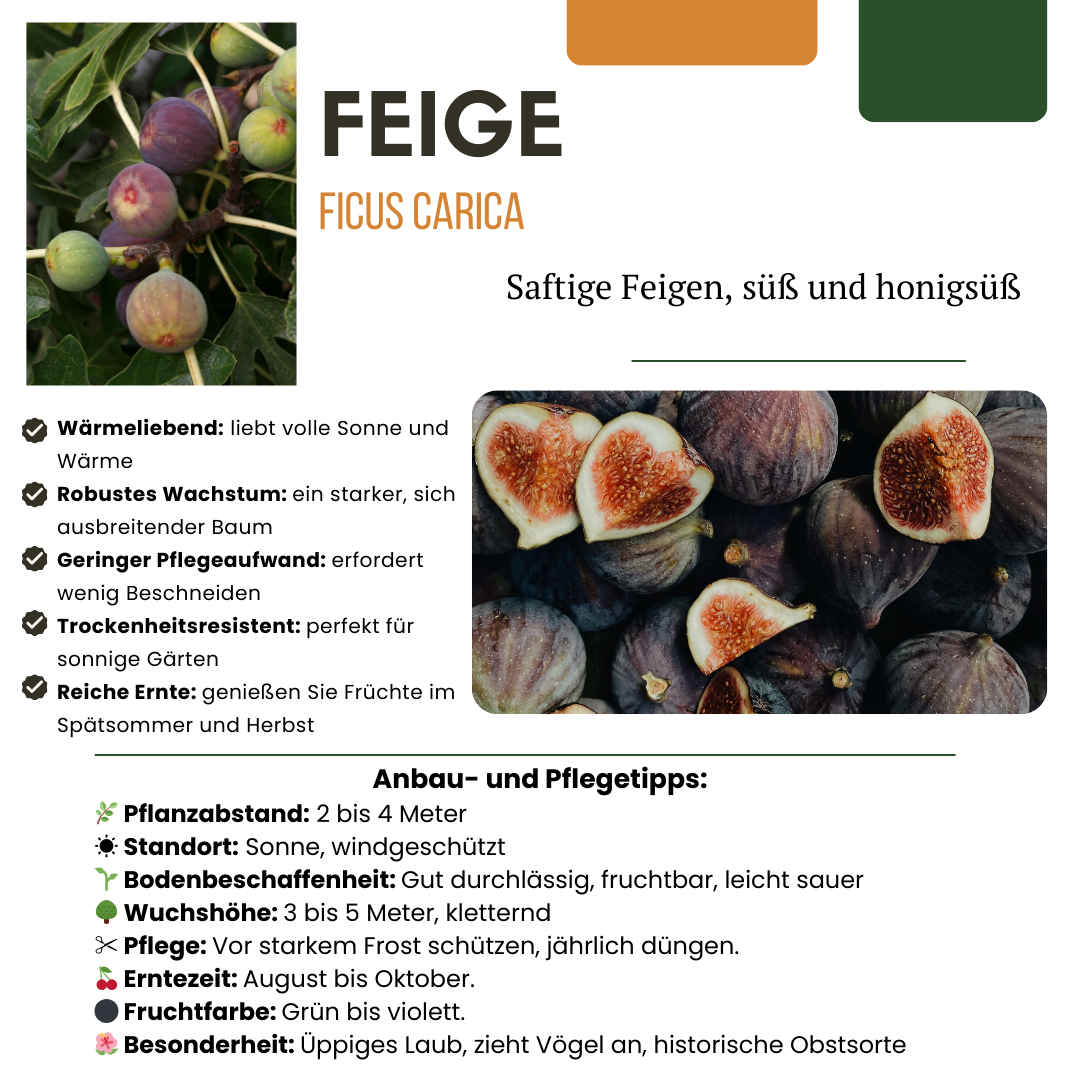 Biologische Vijgenbomen - 6 stuks - ↨20cm - Ø13cm