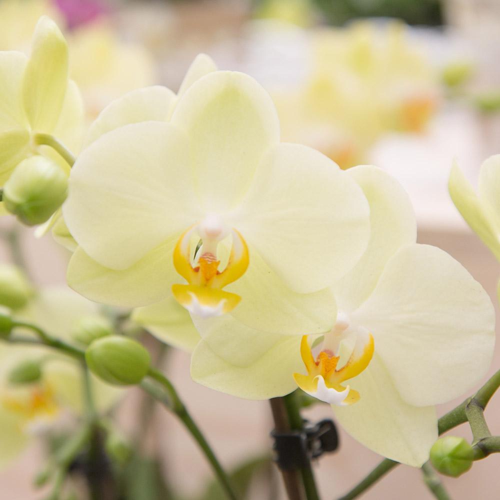 Gele Phalaenopsis orchidee - Mexico - Ø9cm