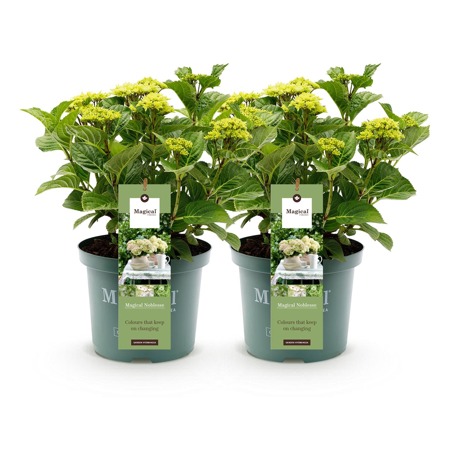 Hydrangea Magical Nobless - Wit - Hortensia - 2 Planten - ↨55cm - Ø23cm