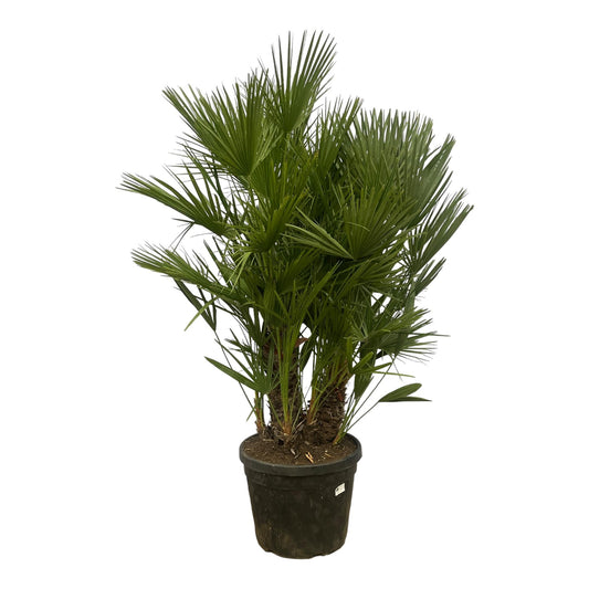 Chamaerops Humilis multi stam - ↨160cm 180cm - Ø45cm