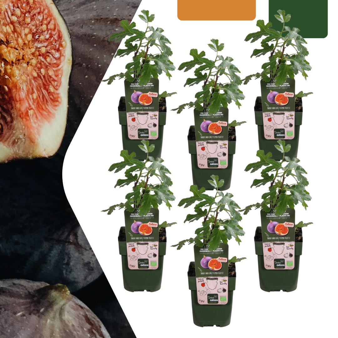 Biologische Vijgenbomen - 6 stuks - ↨20cm - Ø13cm