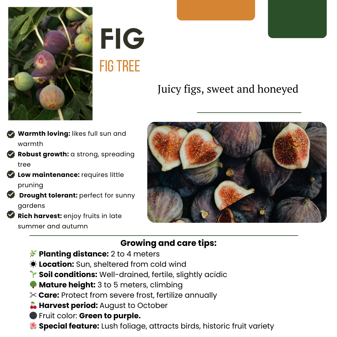 BIO Fruitplanten - mix set van 3 verschillende soorten - Zoete oogst