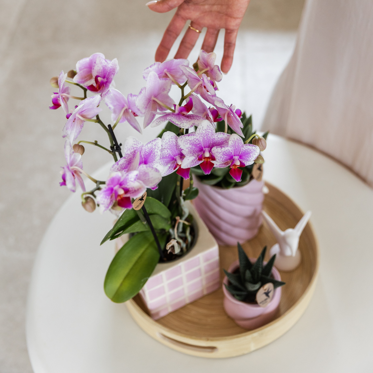 Roze Phalaenopsis orchidee - Mineral Rotterdam - Ø9cm