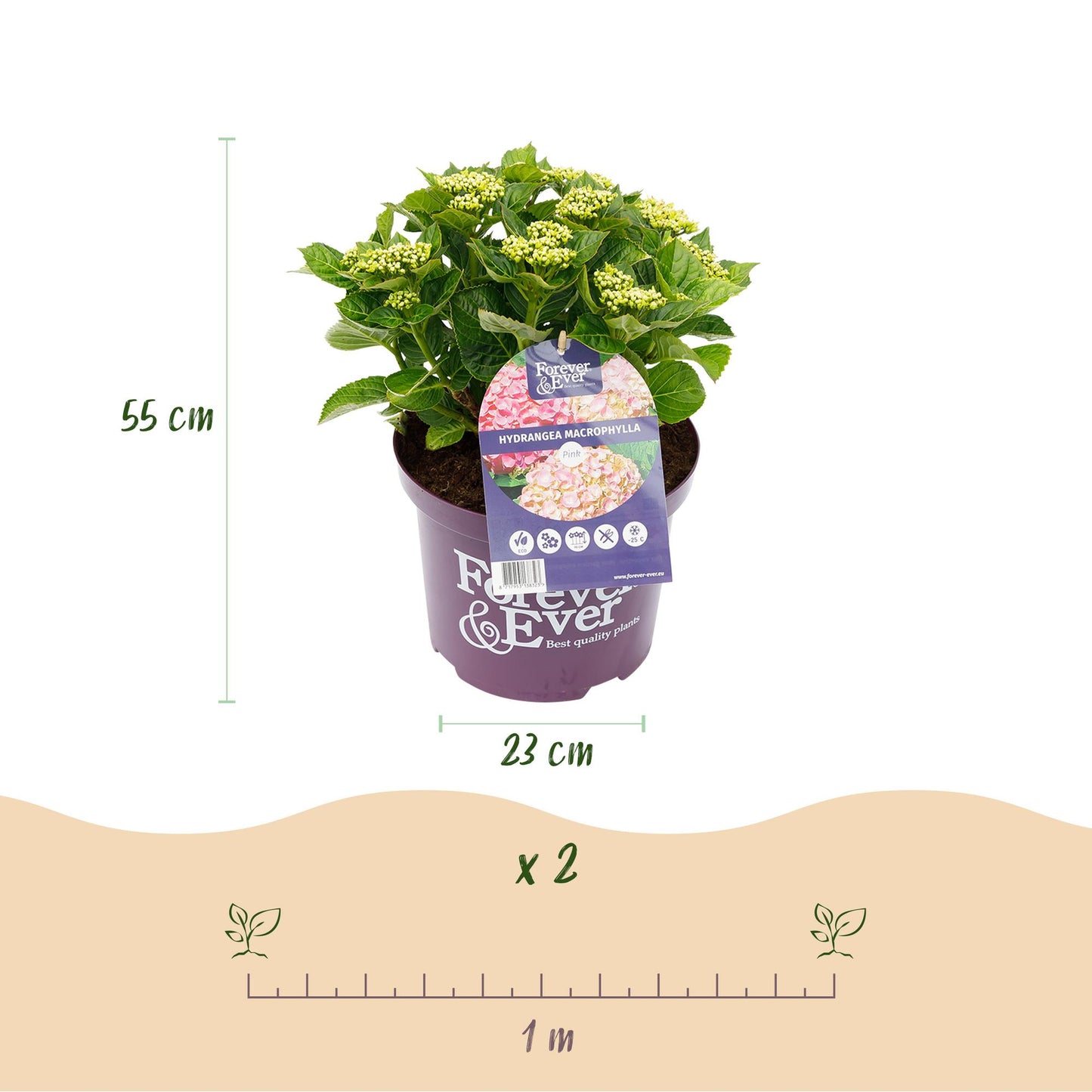 Hydrangea Forever & Ever - Hortensia - Roze - 2 Planten - ↨55cm - Ø23cm